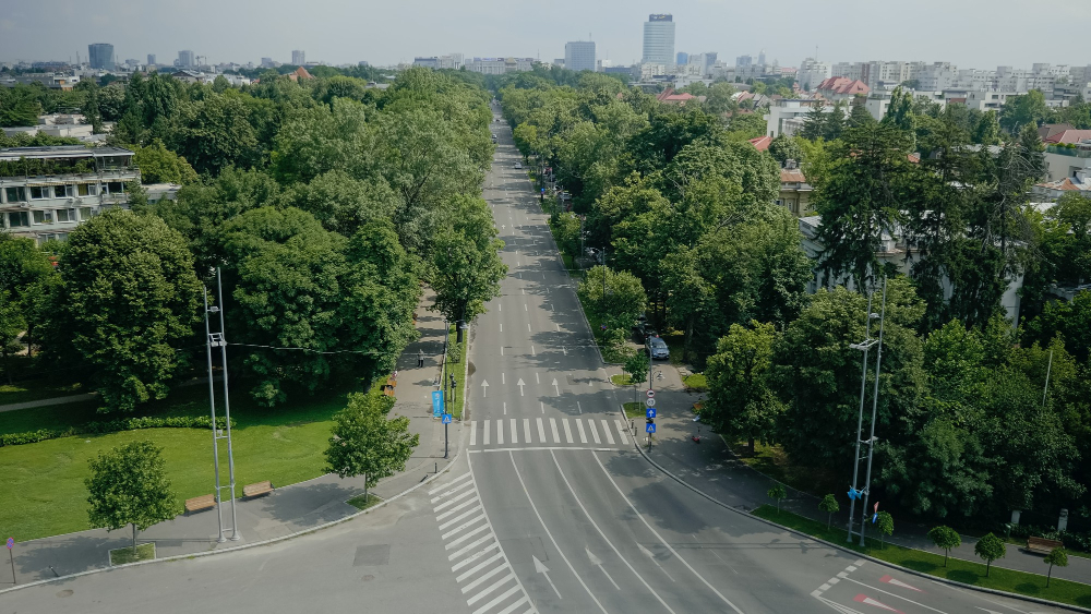 Тополь поможет бороться с пылью в городах