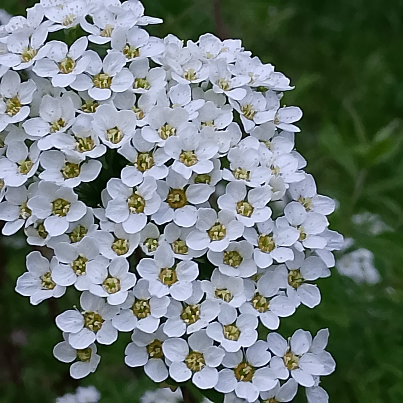Сердечная драма