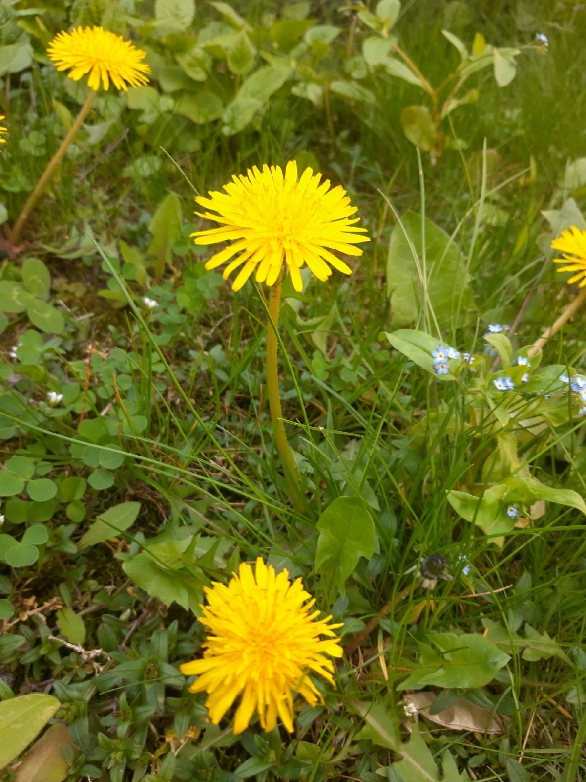 Сердечная драма