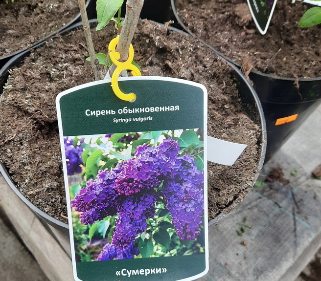 Саженцы сирени - самое время посадить сирень