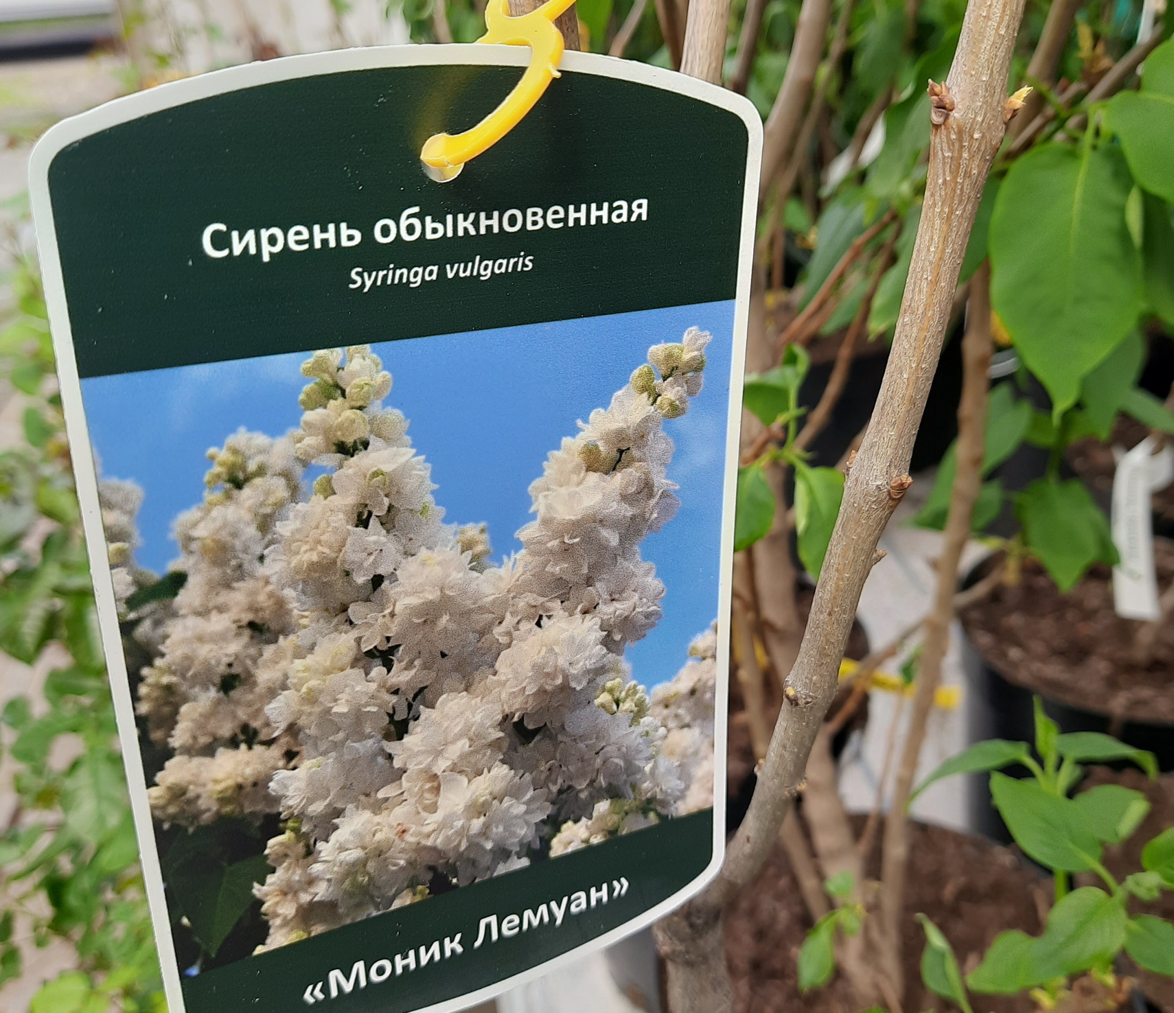 Саженцы сирени - самое время посадить сирень