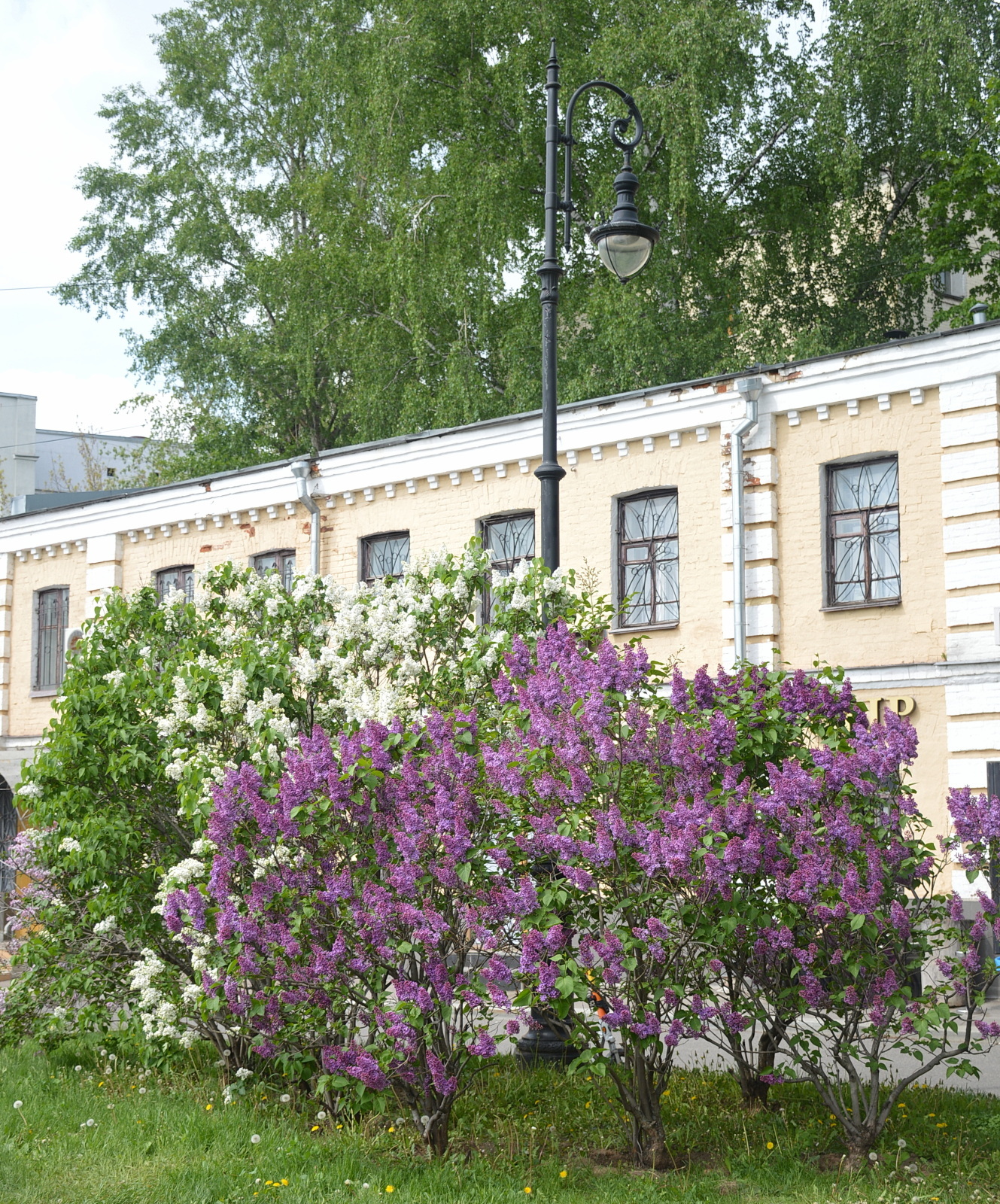 Сирень на Хитровке