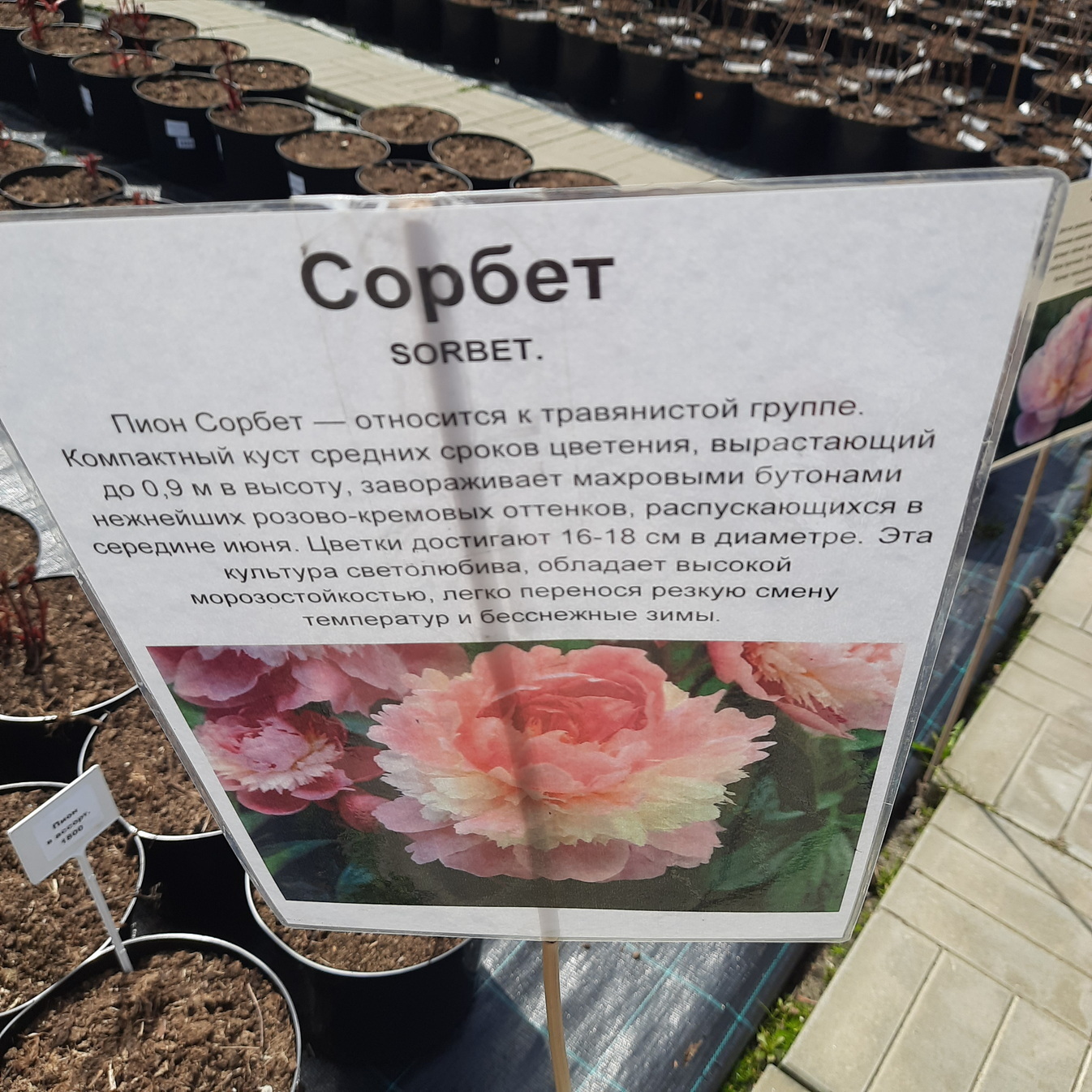 Некоторые сорта пионов в садовом центре