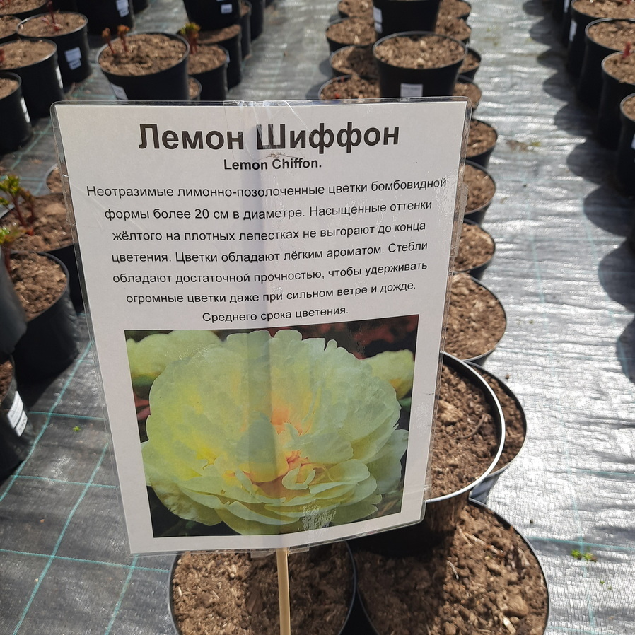 Некоторые сорта пионов в садовом центре