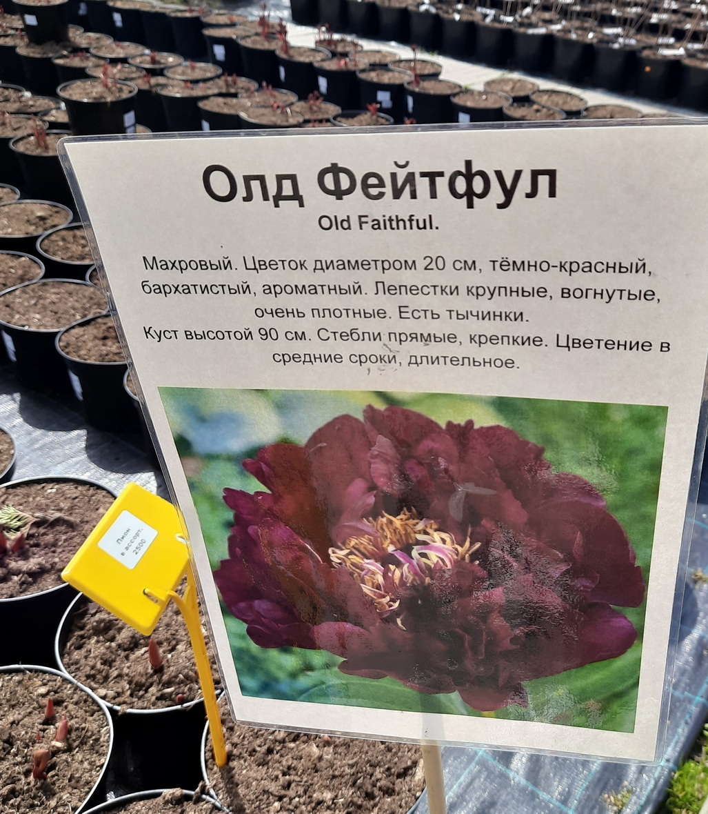 Некоторые сорта пионов в садовом центре
