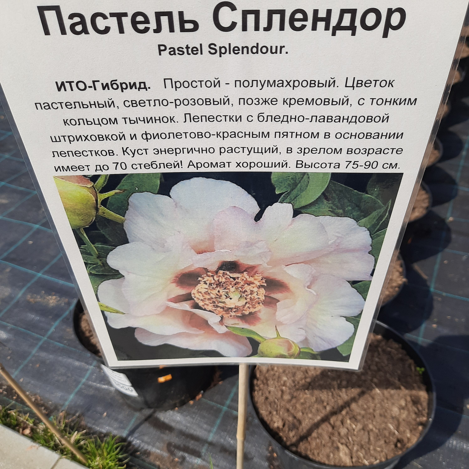 Некоторые сорта пионов в садовом центре