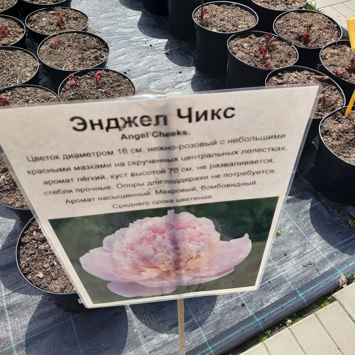 Некоторые сорта пионов в садовом центре