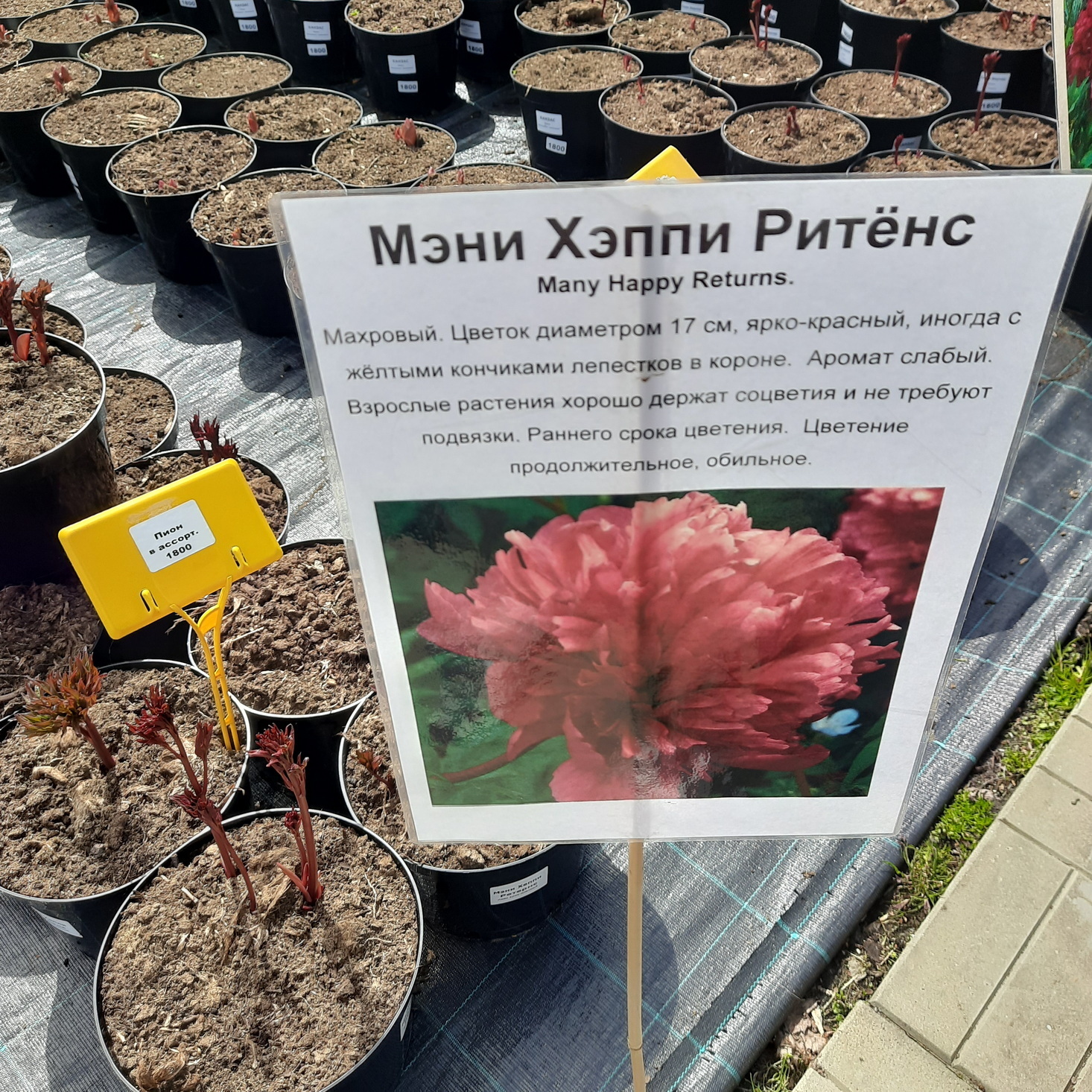 Некоторые сорта пионов в садовом центре