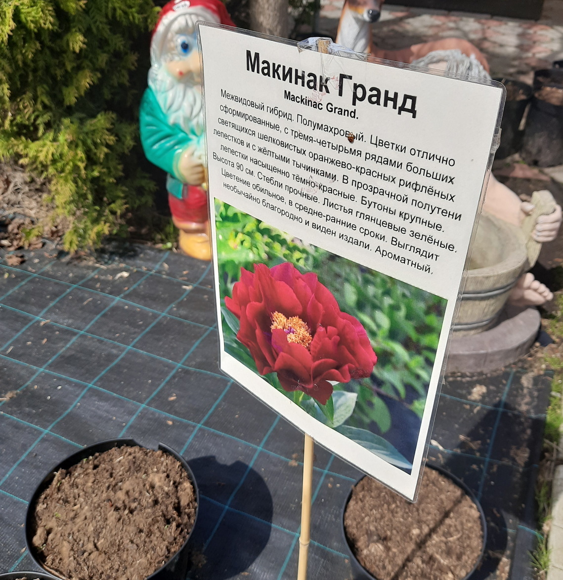 Некоторые сорта пионов в садовом центре