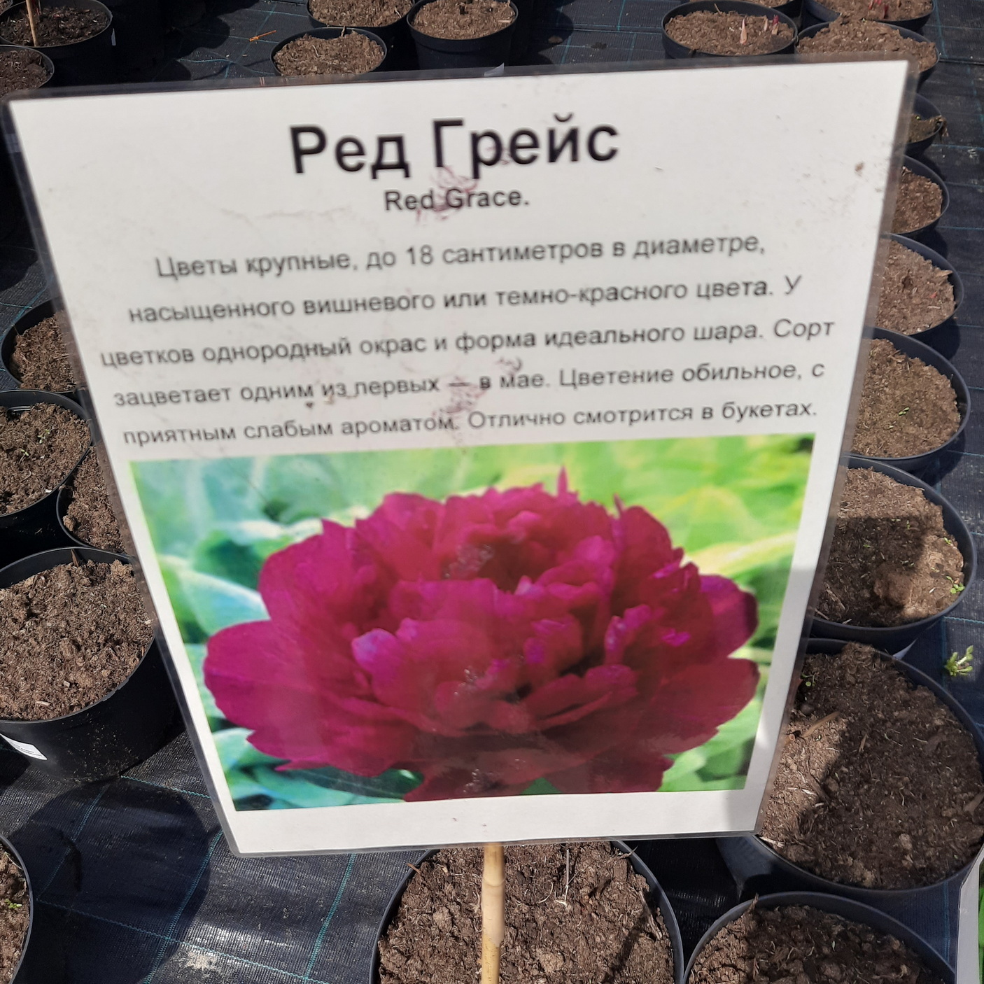 Некоторые сорта пионов в садовом центре