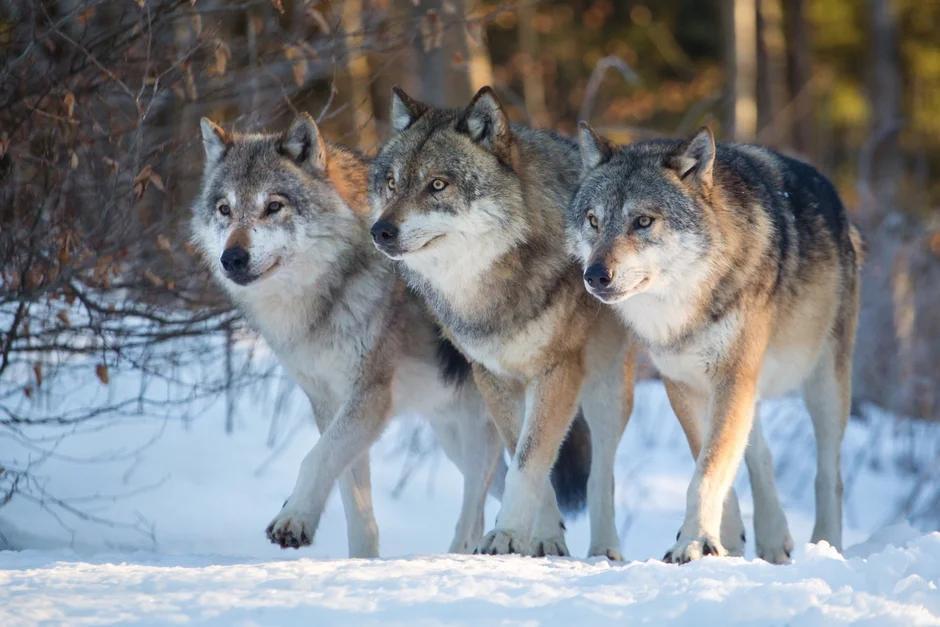 🐺 Волк — умный и опасный хищник леса