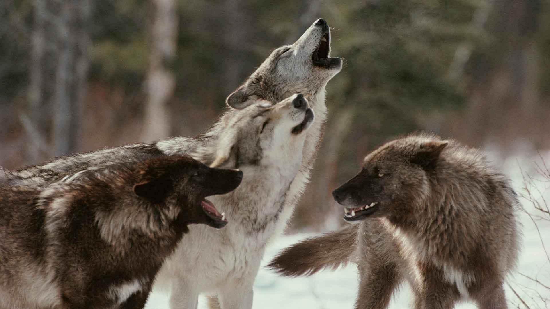 🐺 Волк — умный и опасный хищник леса