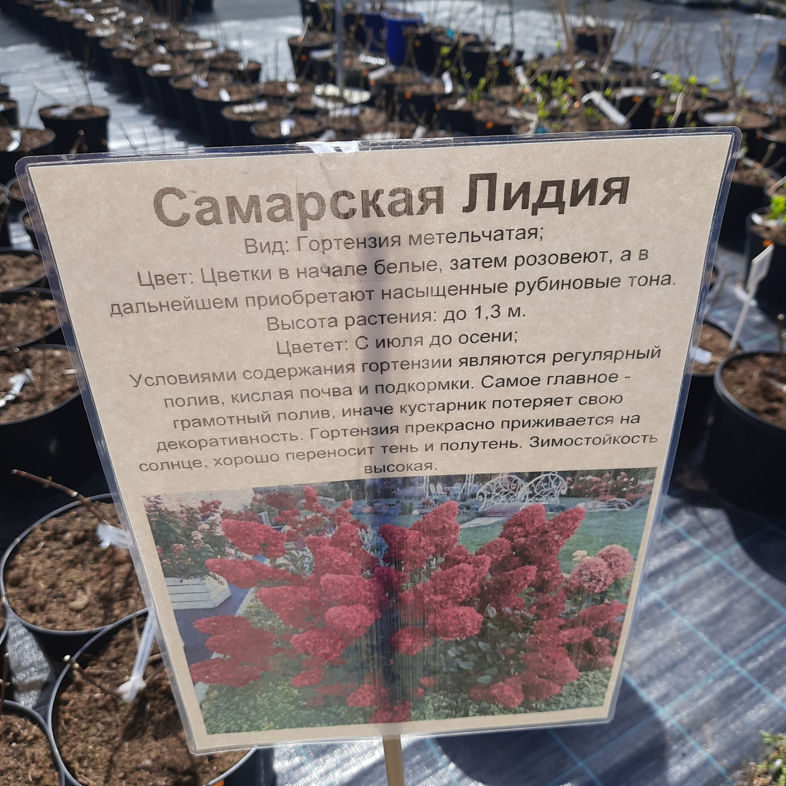 Садовый центр - саженцы кустарников