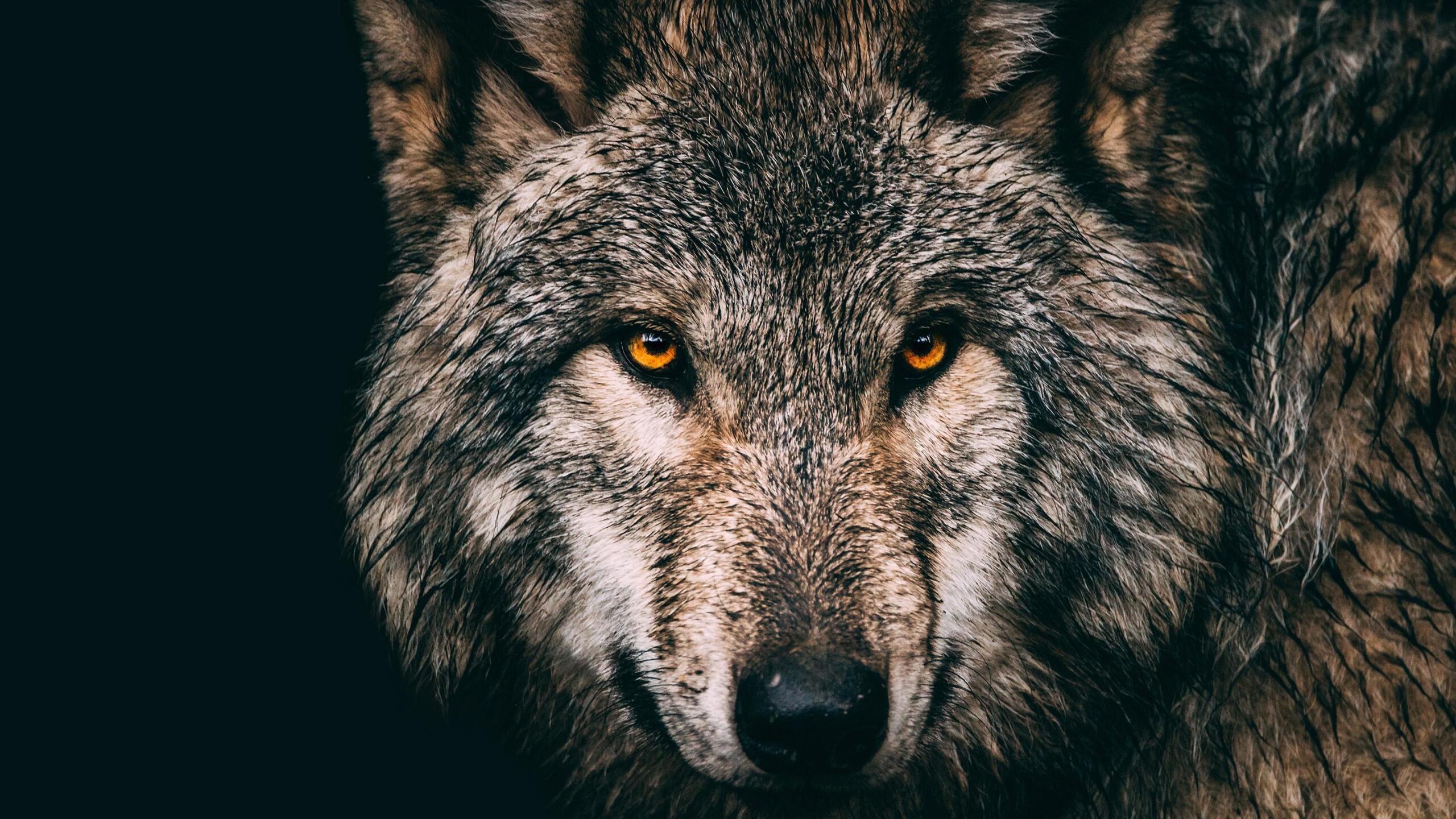 🐺 Волк — умный и опасный хищник леса