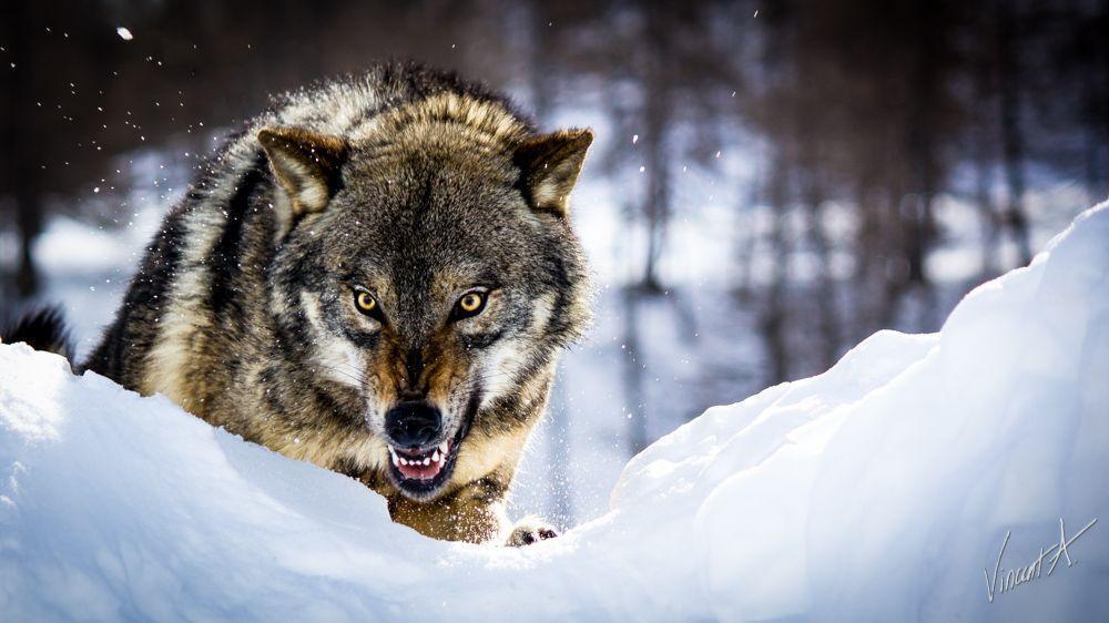 🐺 Волк — умный и опасный хищник леса