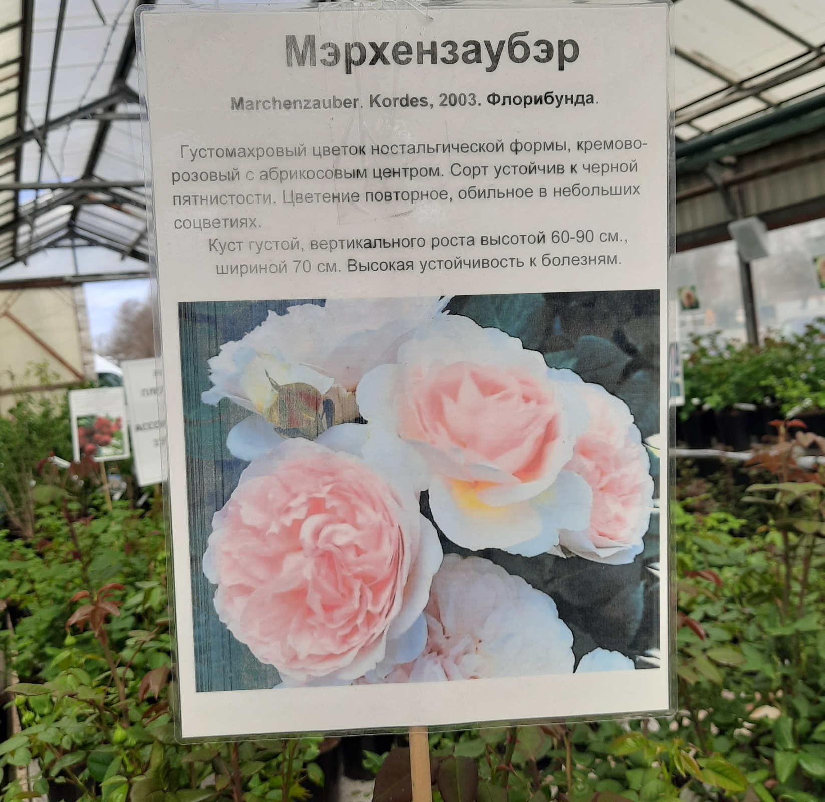 Некоторые сорта роз в подмосковном садовом центре