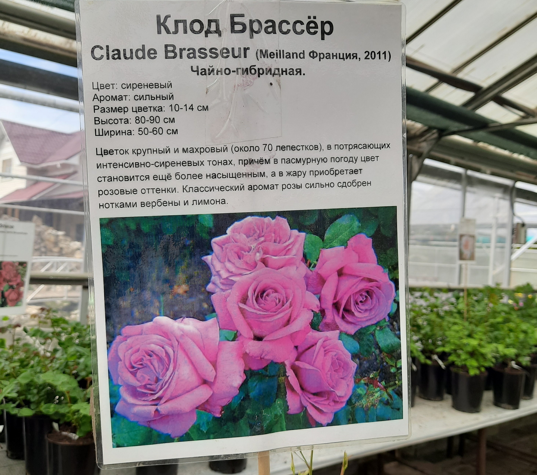 Некоторые сорта роз в подмосковном садовом центре