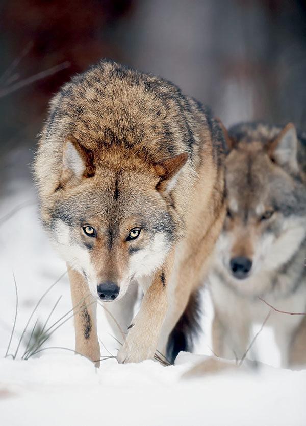 🐺 Волк: жизнь, повадки и роль в природе