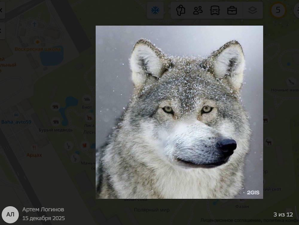 🐺 Волк: жизнь, повадки и роль в природе