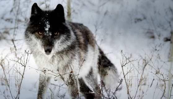 🐺 Волк: жизнь, повадки и роль в природе