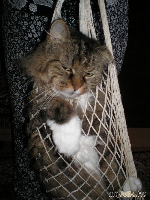 Котейка