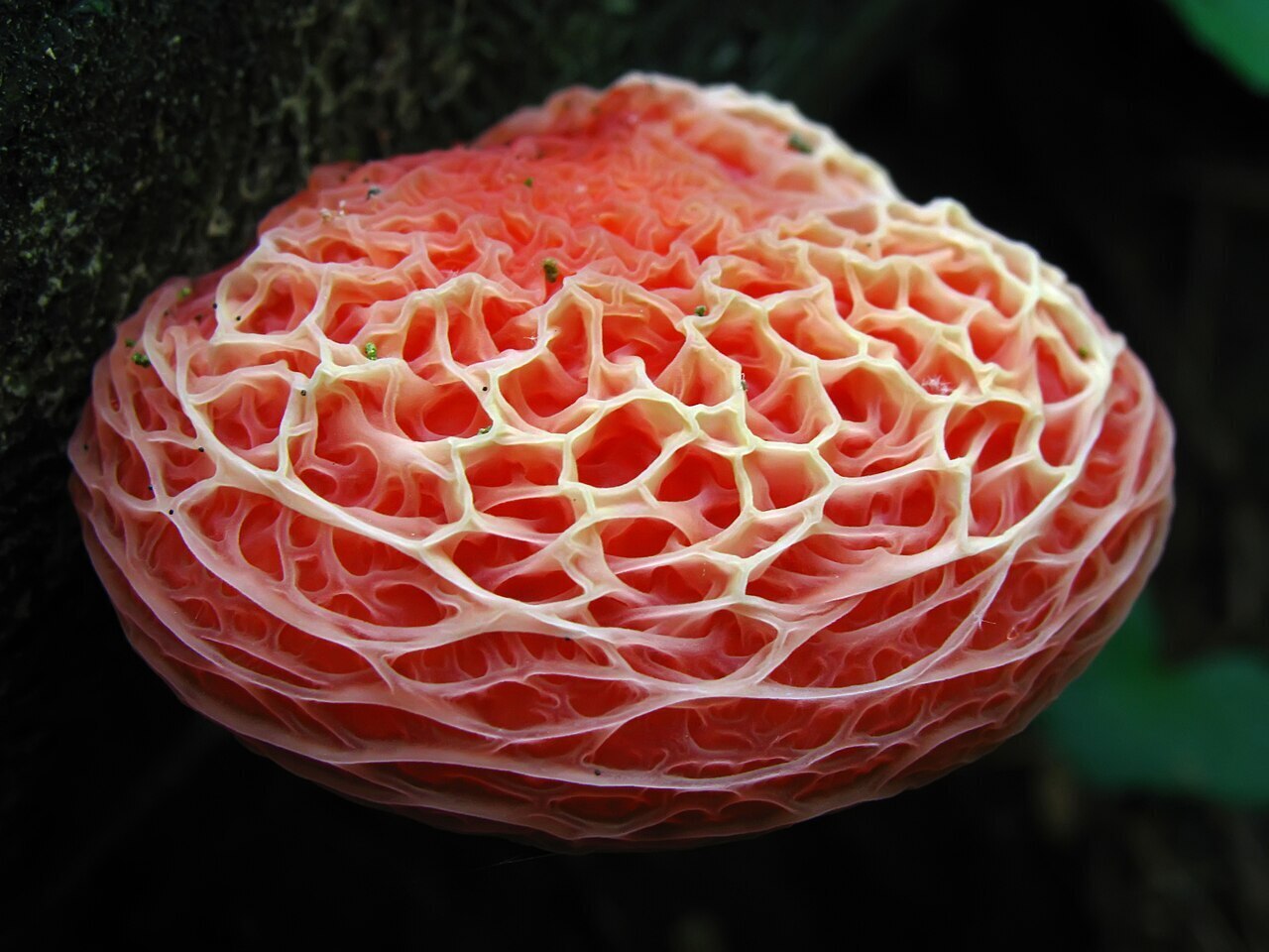 Самые красивые и необычные грибы. Родотус (Rhodotus palmatus)