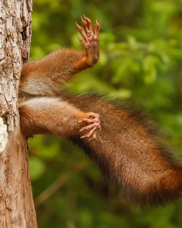 Итальянец Милко Маркетти — победитель фотоконкурса Nikon Comedy Wildlife Awards -2026
