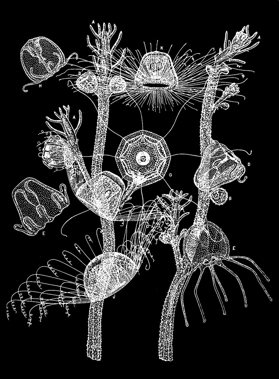 Необычные и редкие живые существа, которые вас удивят. Медуза Turritopsis dohrnii