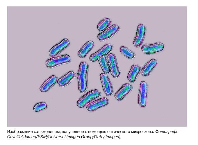 Изменение климата способствует росту устойчивых к антибиотикам штаммов сальмонеллы.