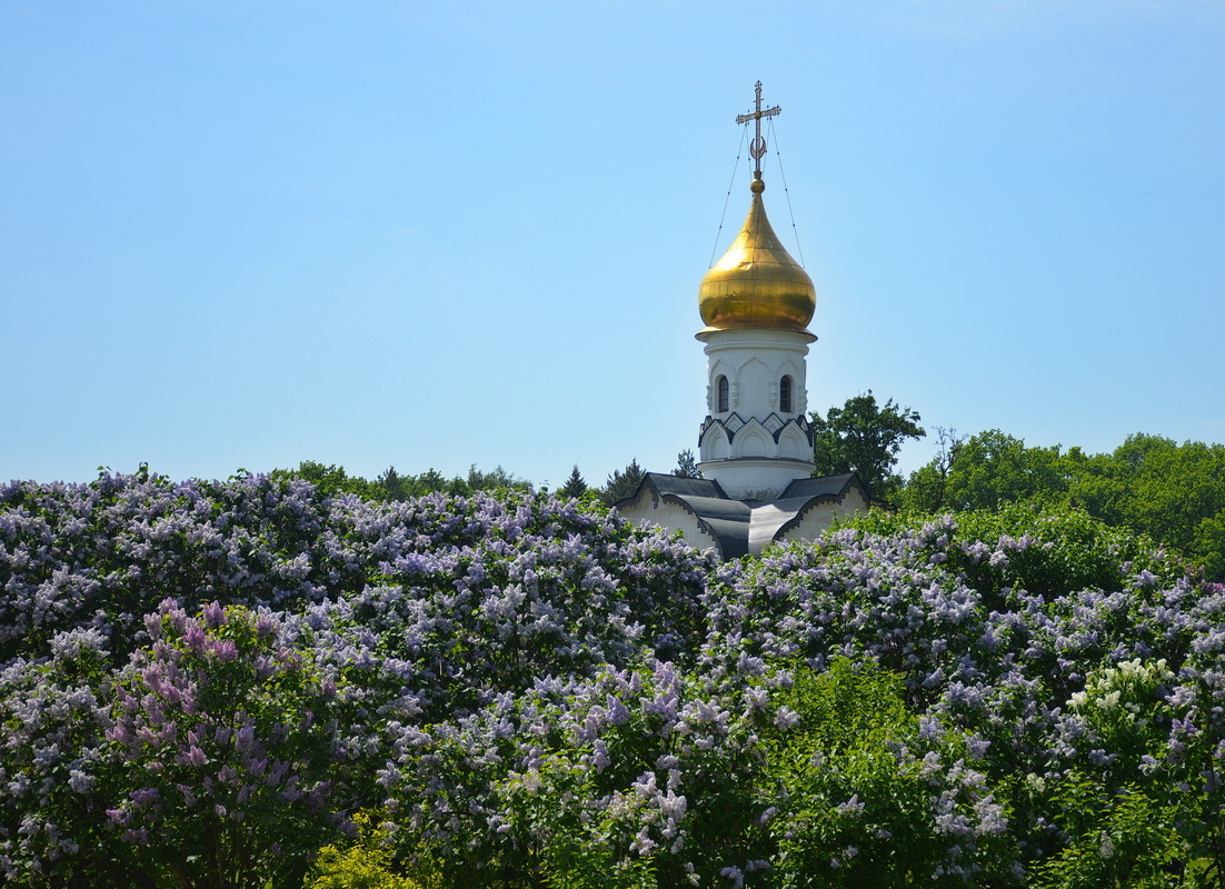 Сиреневое великолепие на ВДНХ