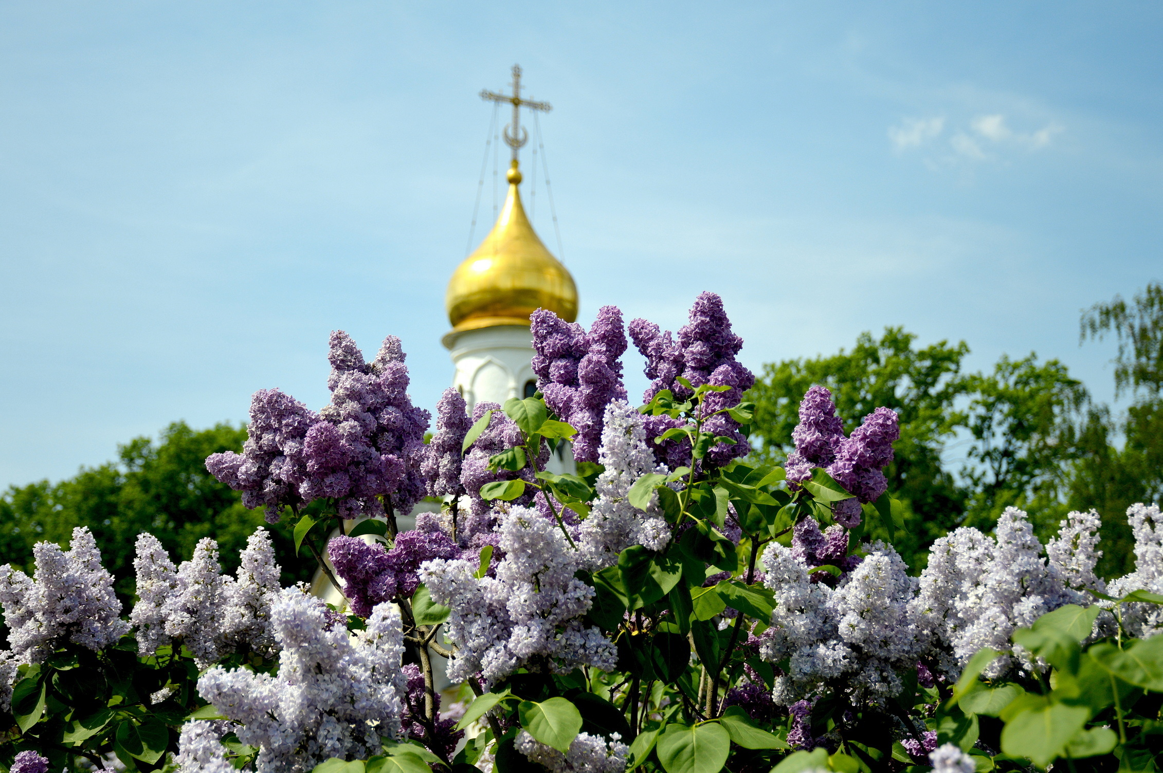 Сиреневое великолепие на ВДНХ