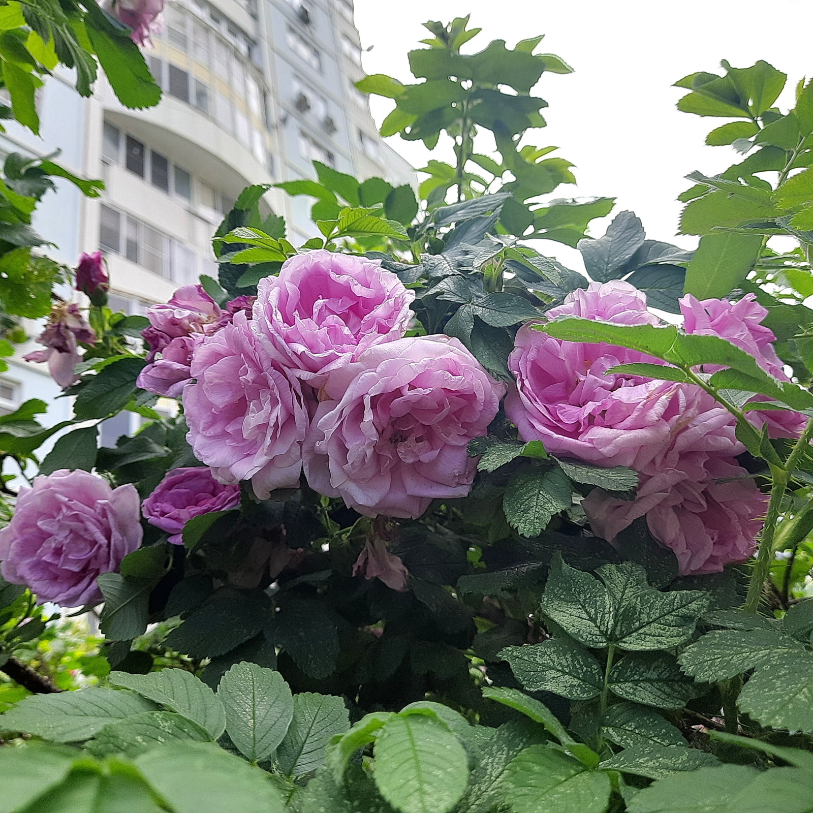 Хороша ты, уличная роза!