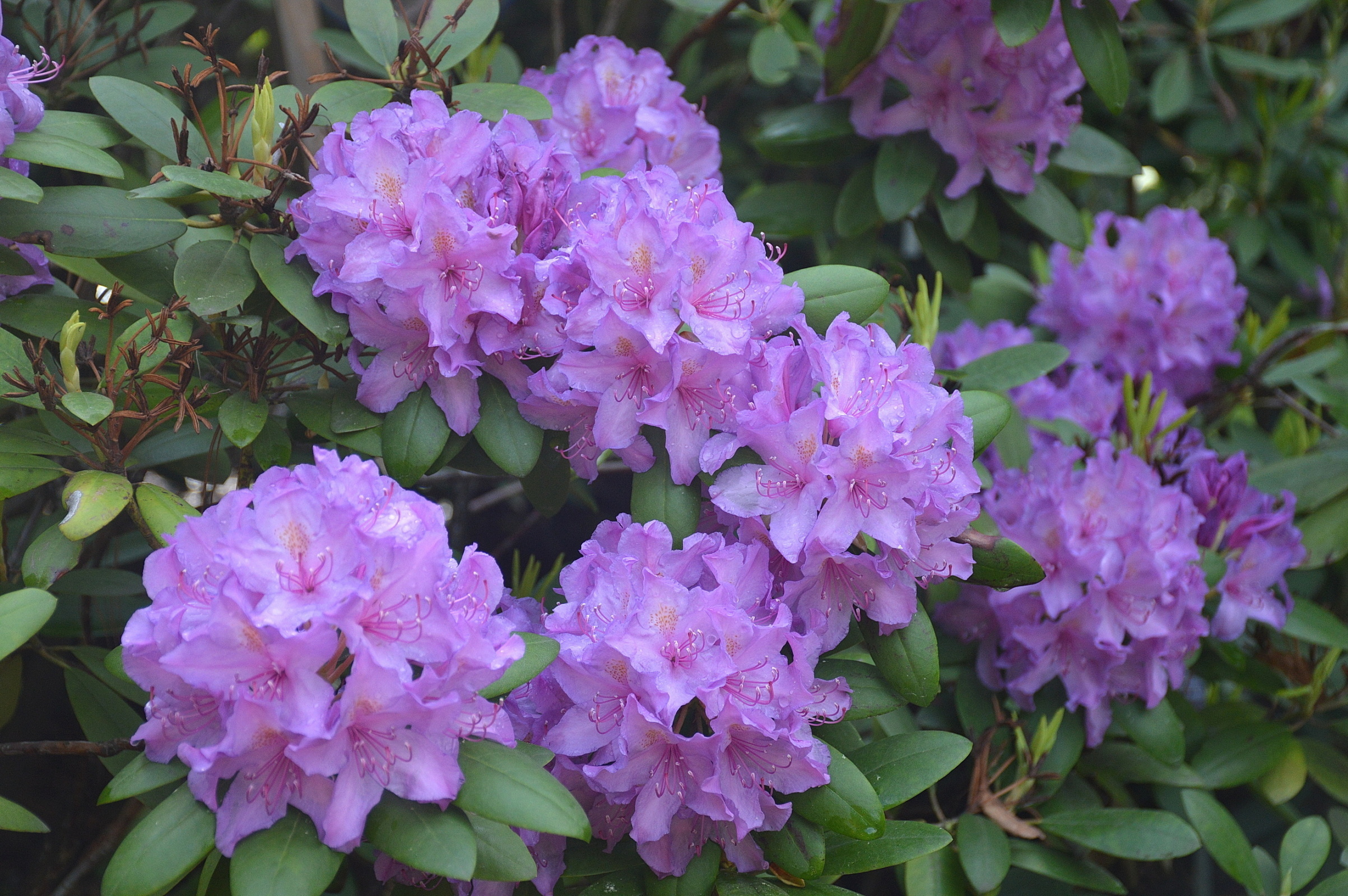 "Вересковая горка" в "Аптекарском"