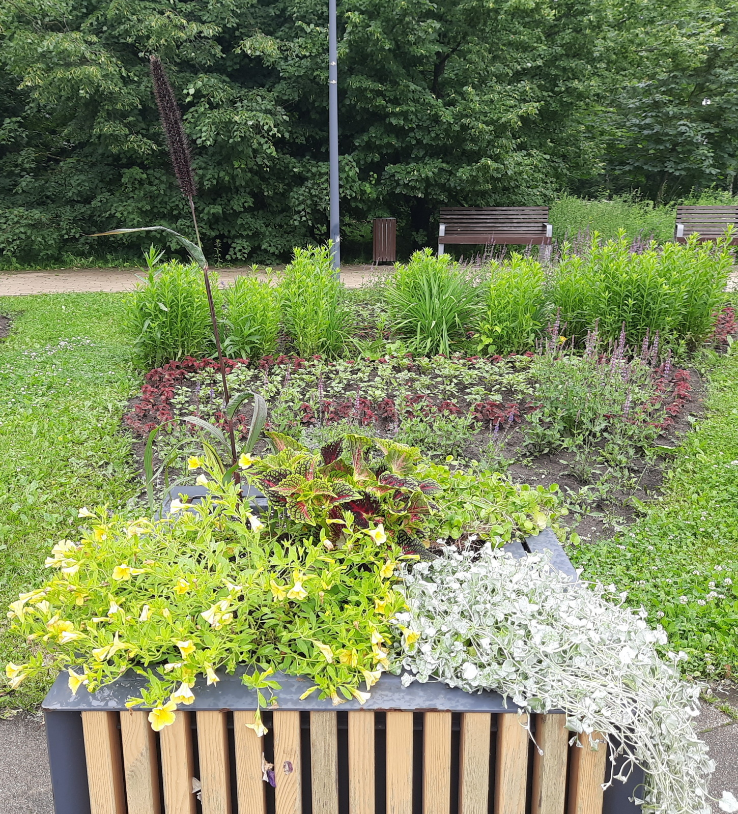 И снова рассматриваю городскую клумбу...