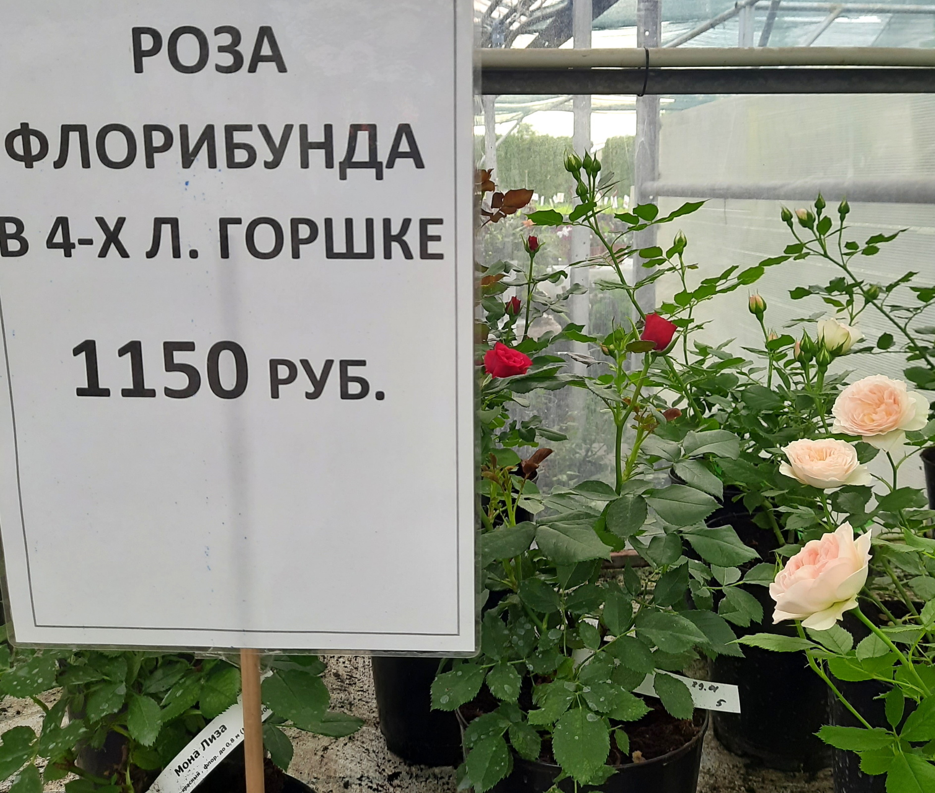 Садовый центр: наступило лето! Розы селекции Кордес