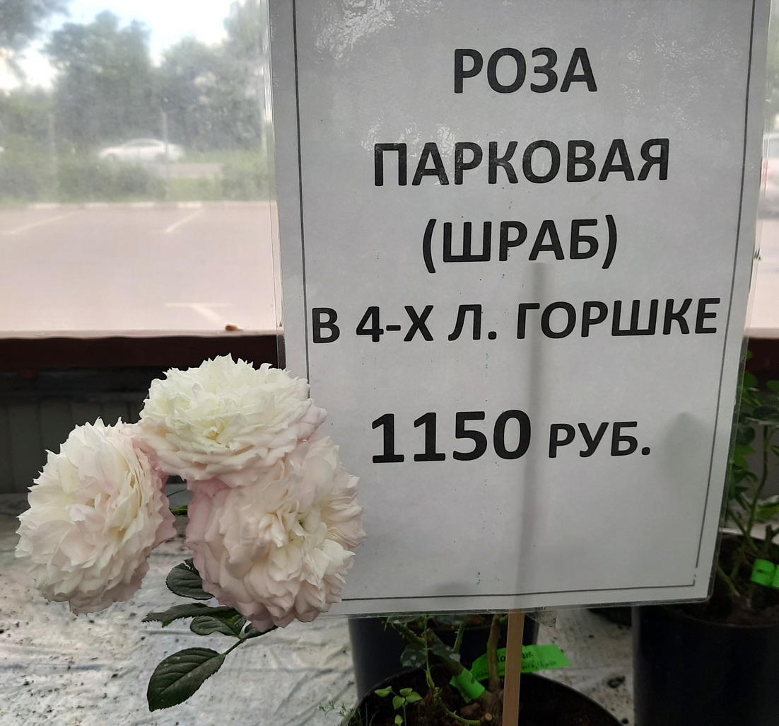 Садовый центр: лето наступило! Английские розы