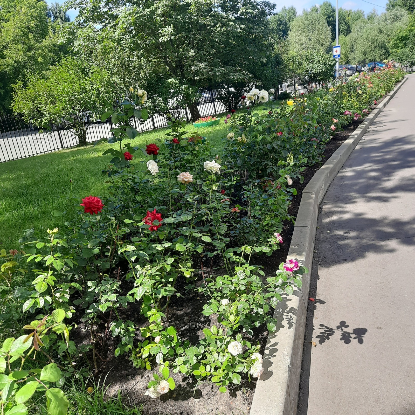 Розы: успехи московской стоматологии