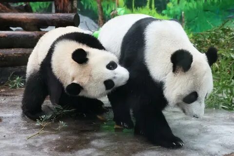 🐼 Викторина: Семья панд в Московском зоопарке