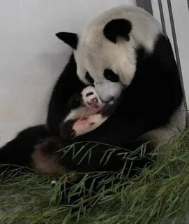 🐼 Викторина: Семья панд в Московском зоопарке