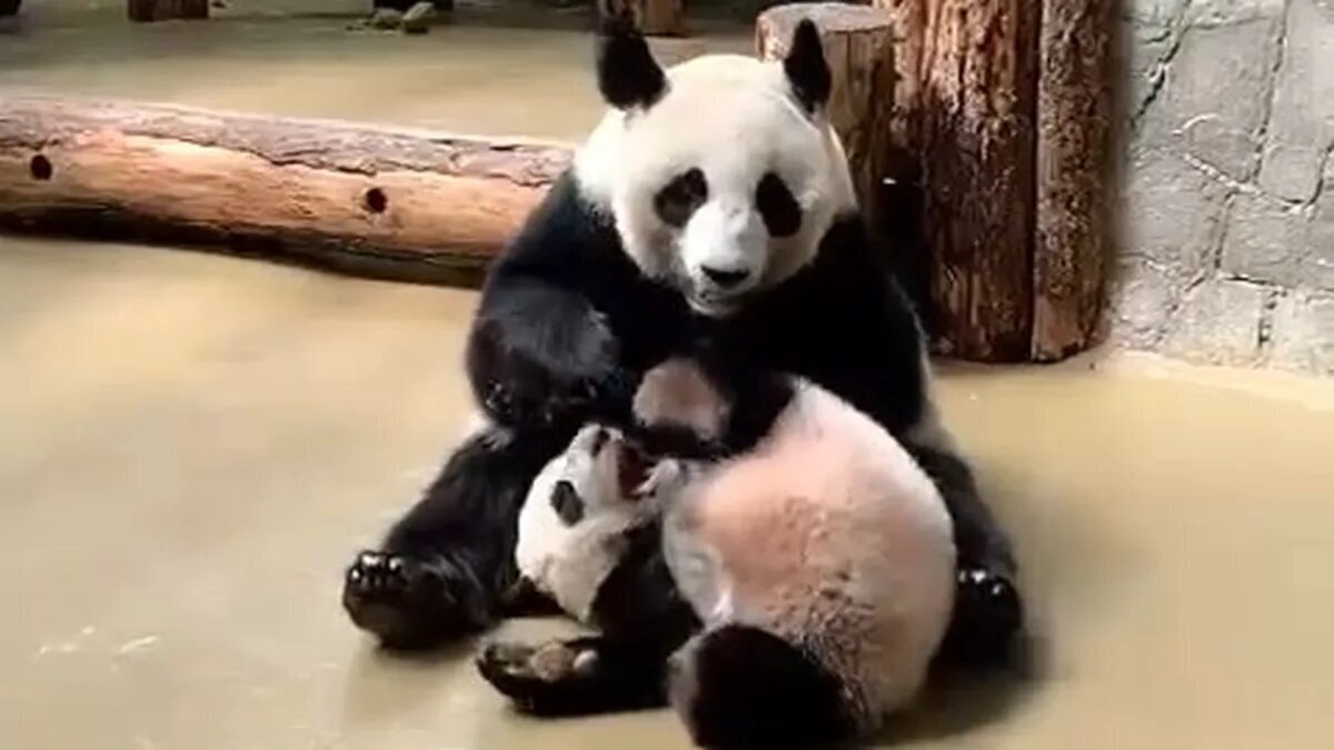 🐼 Викторина: Семья панд в Московском зоопарке