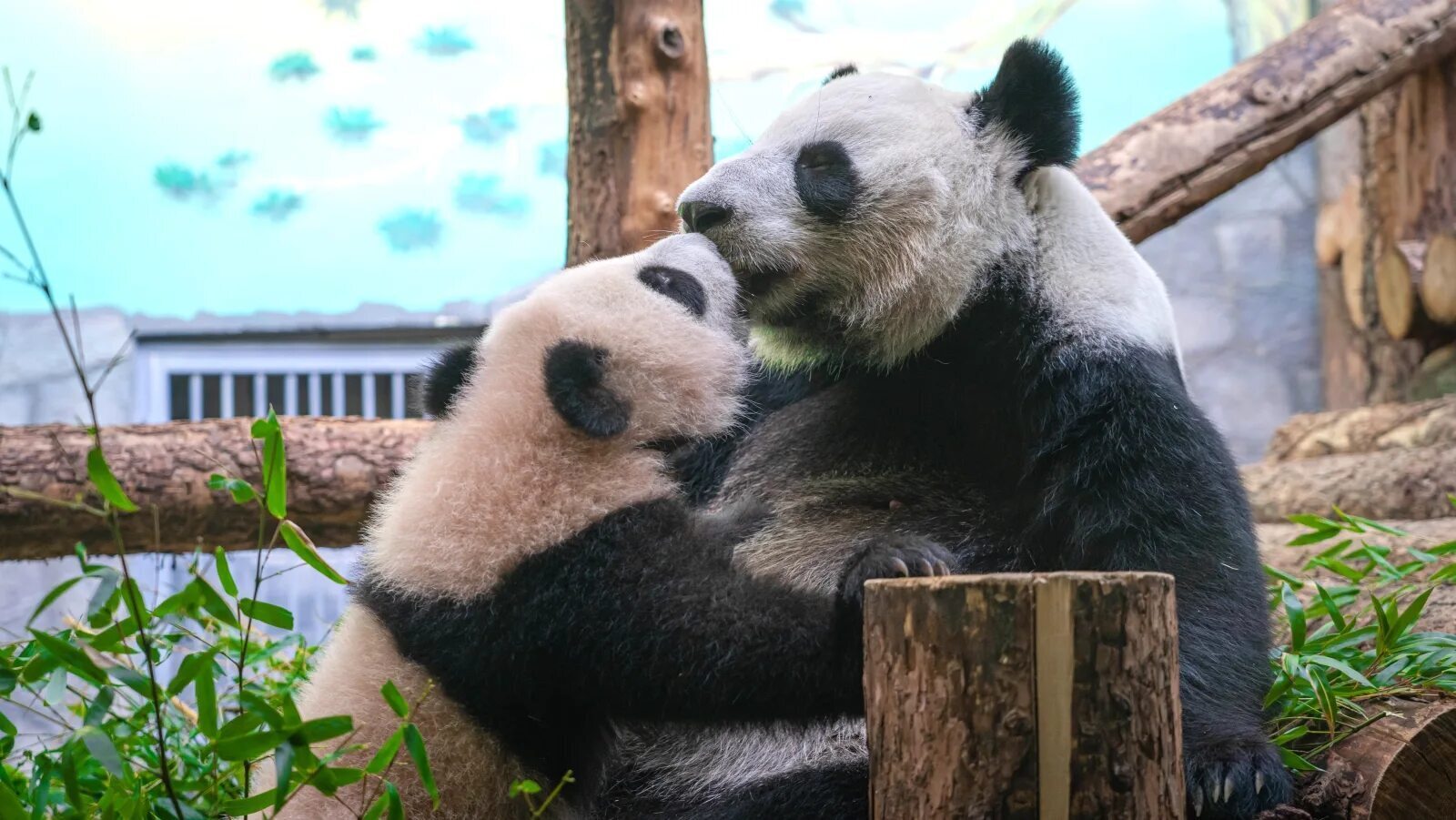 🐼 Викторина: Семья панд в Московском зоопарке