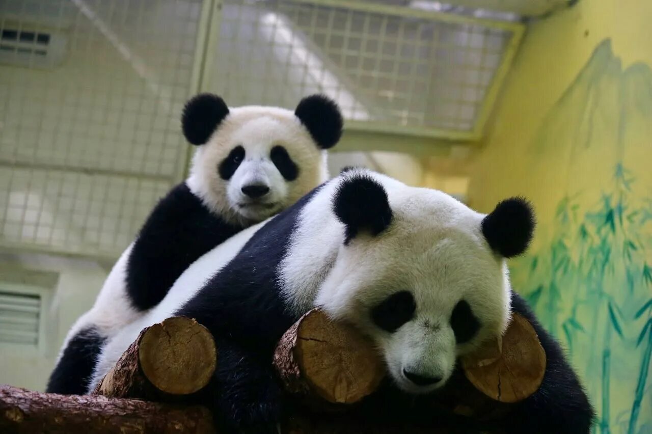 🐼 Викторина: Семья панд в Московском зоопарке