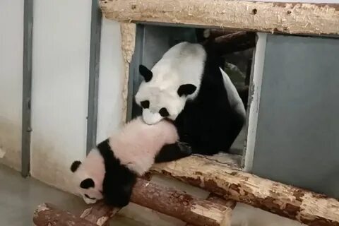 🐼 Викторина: Семья панд в Московском зоопарке