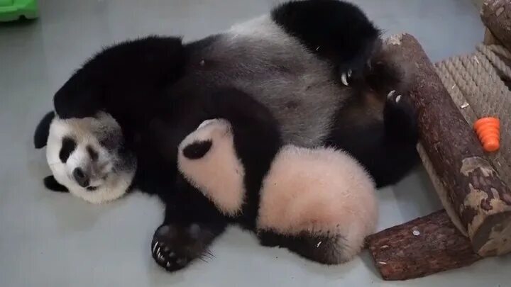 🐼 Викторина: Семья панд в Московском зоопарке