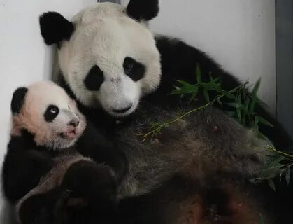 🐼 Викторина: Семья панд в Московском зоопарке