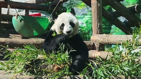 🐼 Викторина: Семья панд в Московском зоопарке