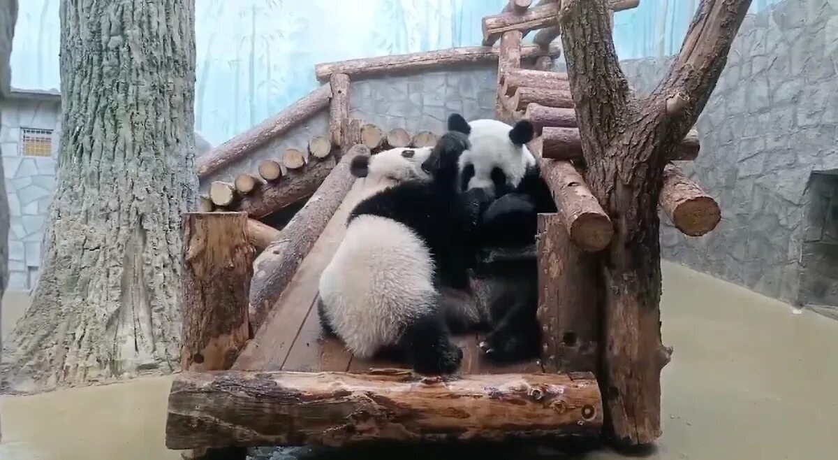 🐼 Викторина: Семья панд в Московском зоопарке