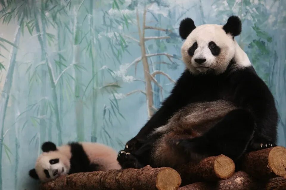 🐼 Викторина: Семья панд в Московском зоопарке