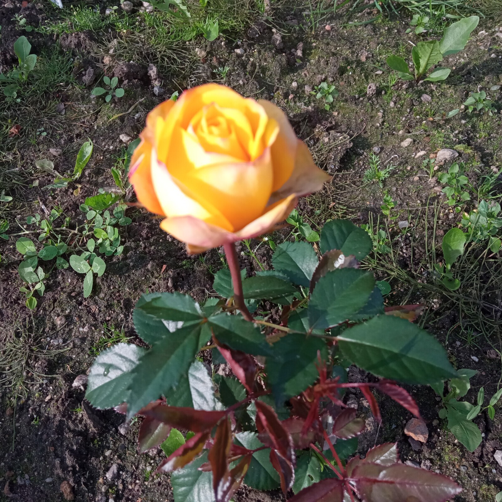 Розы выращенные моей женой