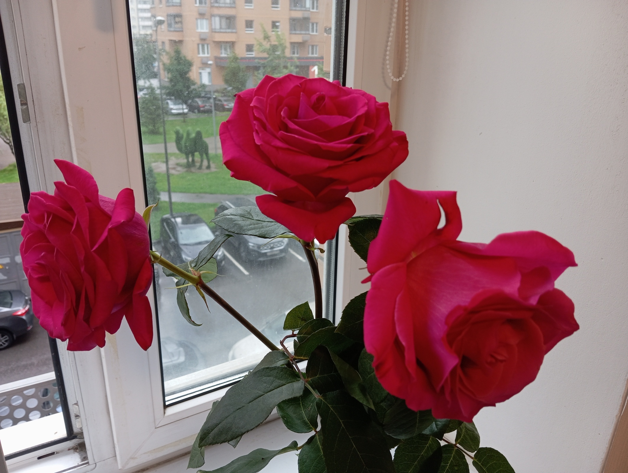 Розы на мой день рождения